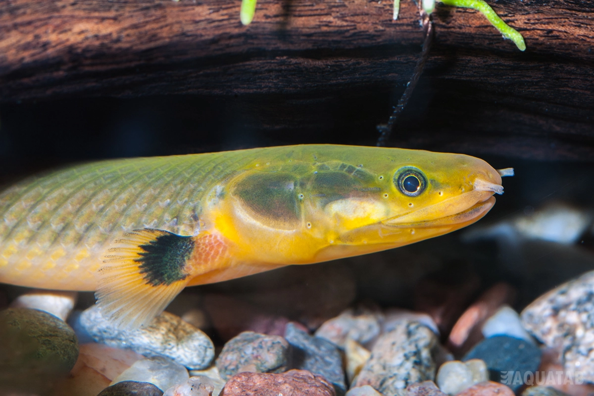 Fotografie druhu Erpetoichthys calabaricus