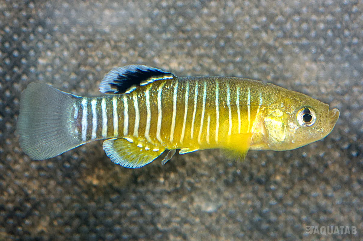 Fotografie druhu Esmaeilius vladykovi f. Boldaji