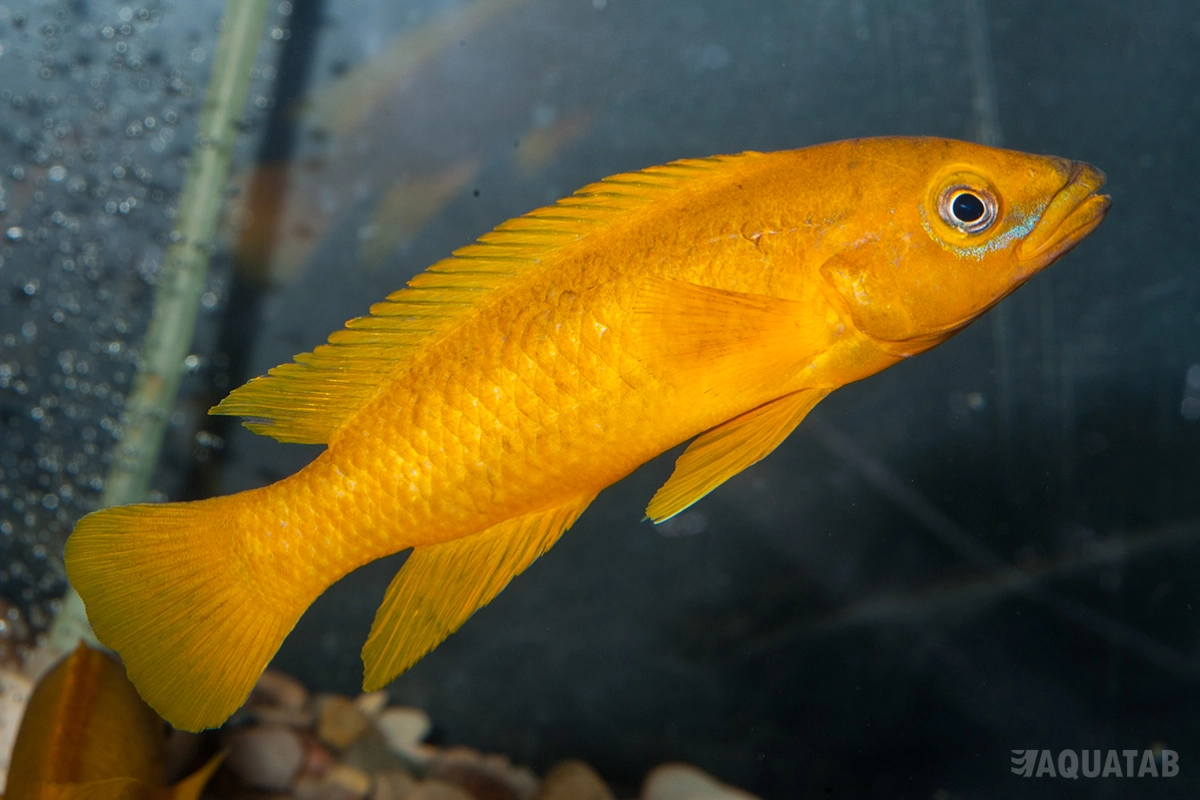 Fotografie druhu Neolamprologus leleupi