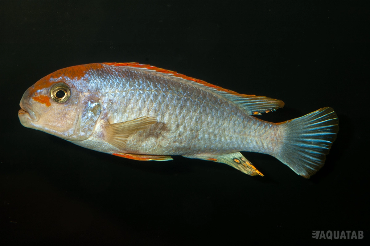 Fotografie druhu Pseudotropheus perspicax