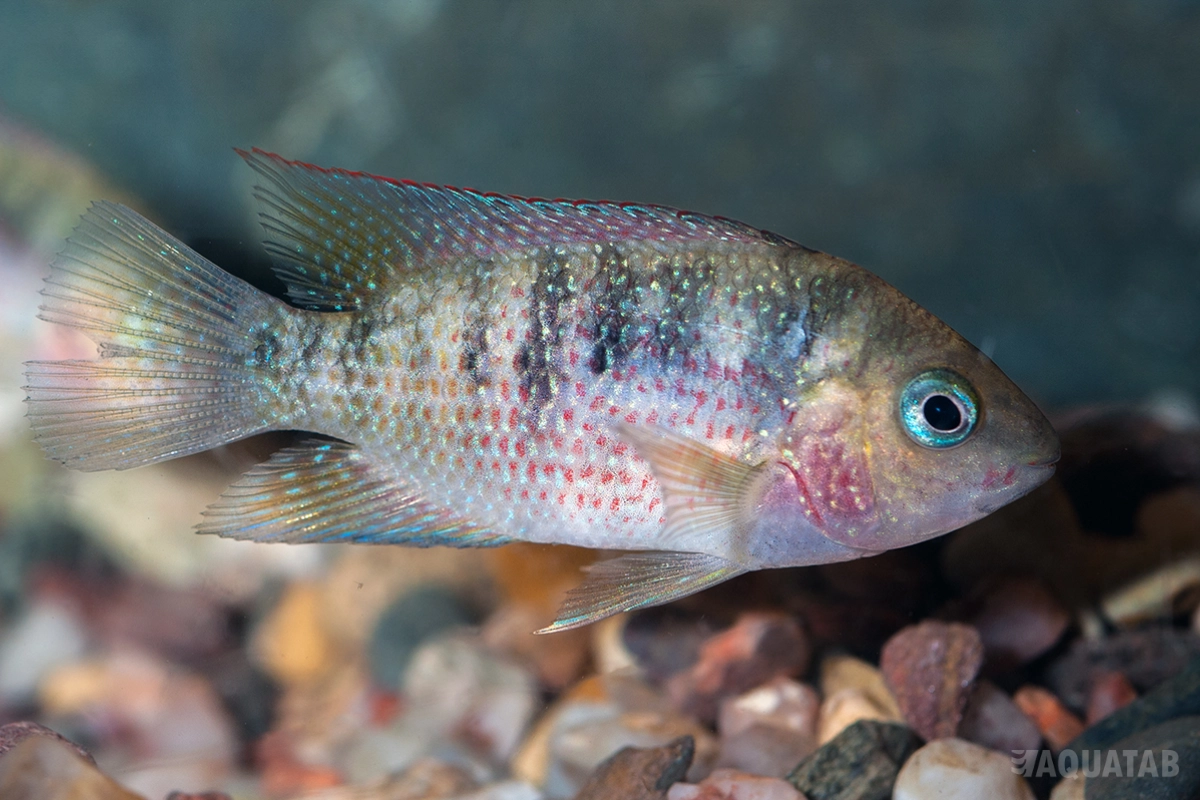 Fotografie druhu Panamius panamensis