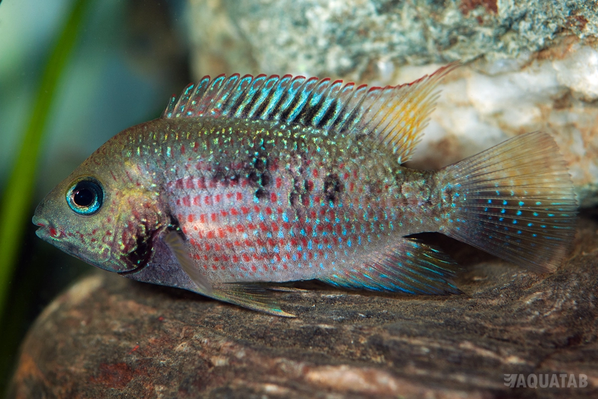 Fotografie druhu Panamius panamensis