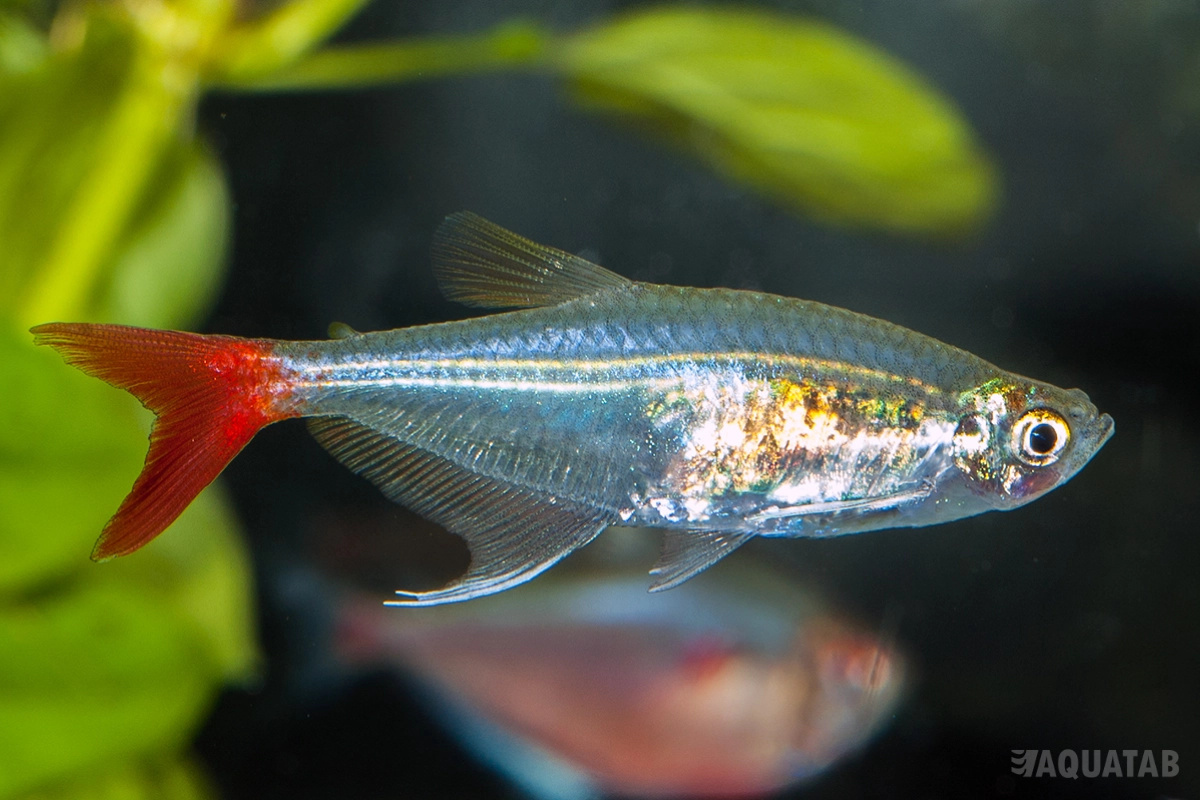 Fotografie druhu Prionobrama filigera