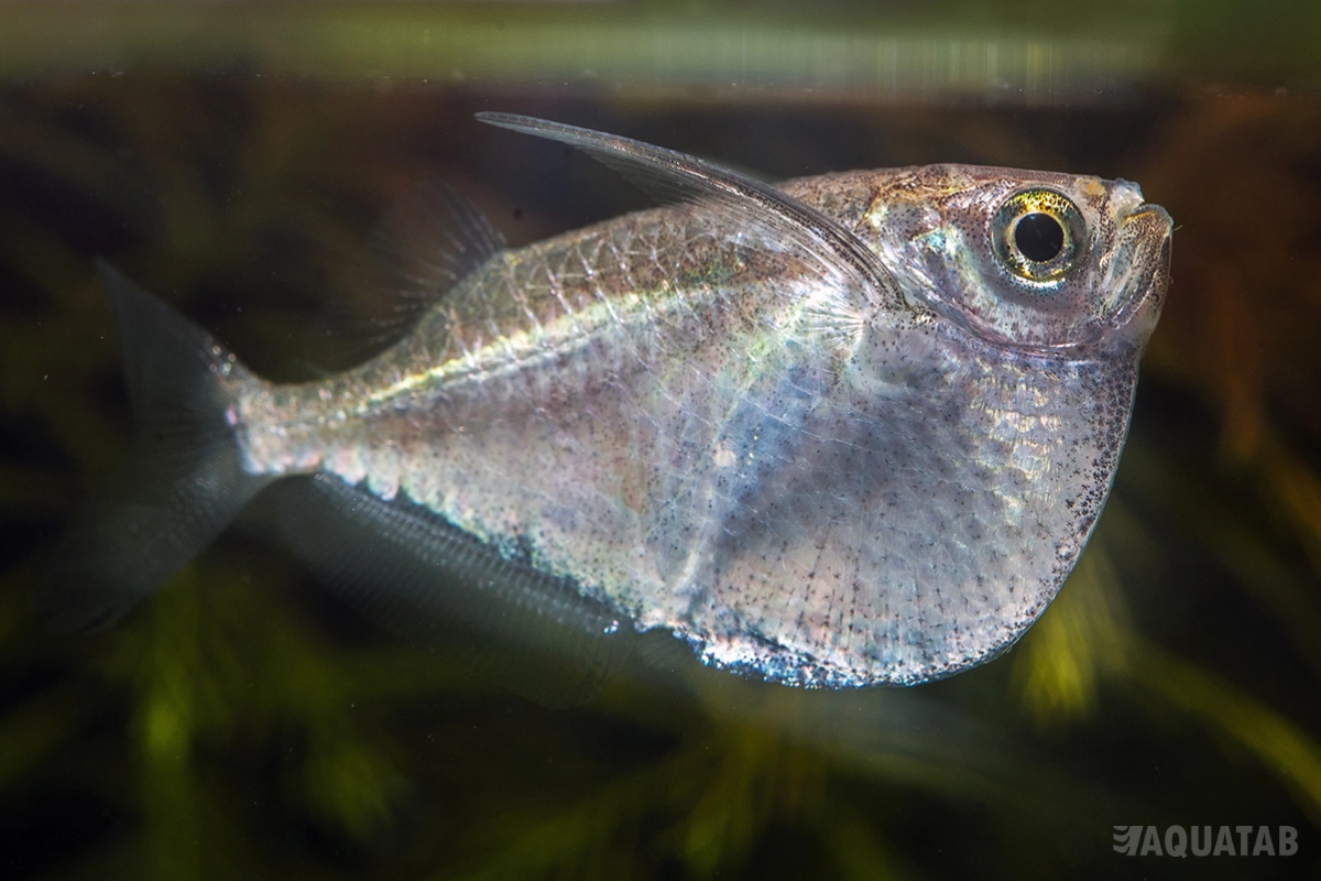 Fotografie druhu Thoracocharax stellatus
