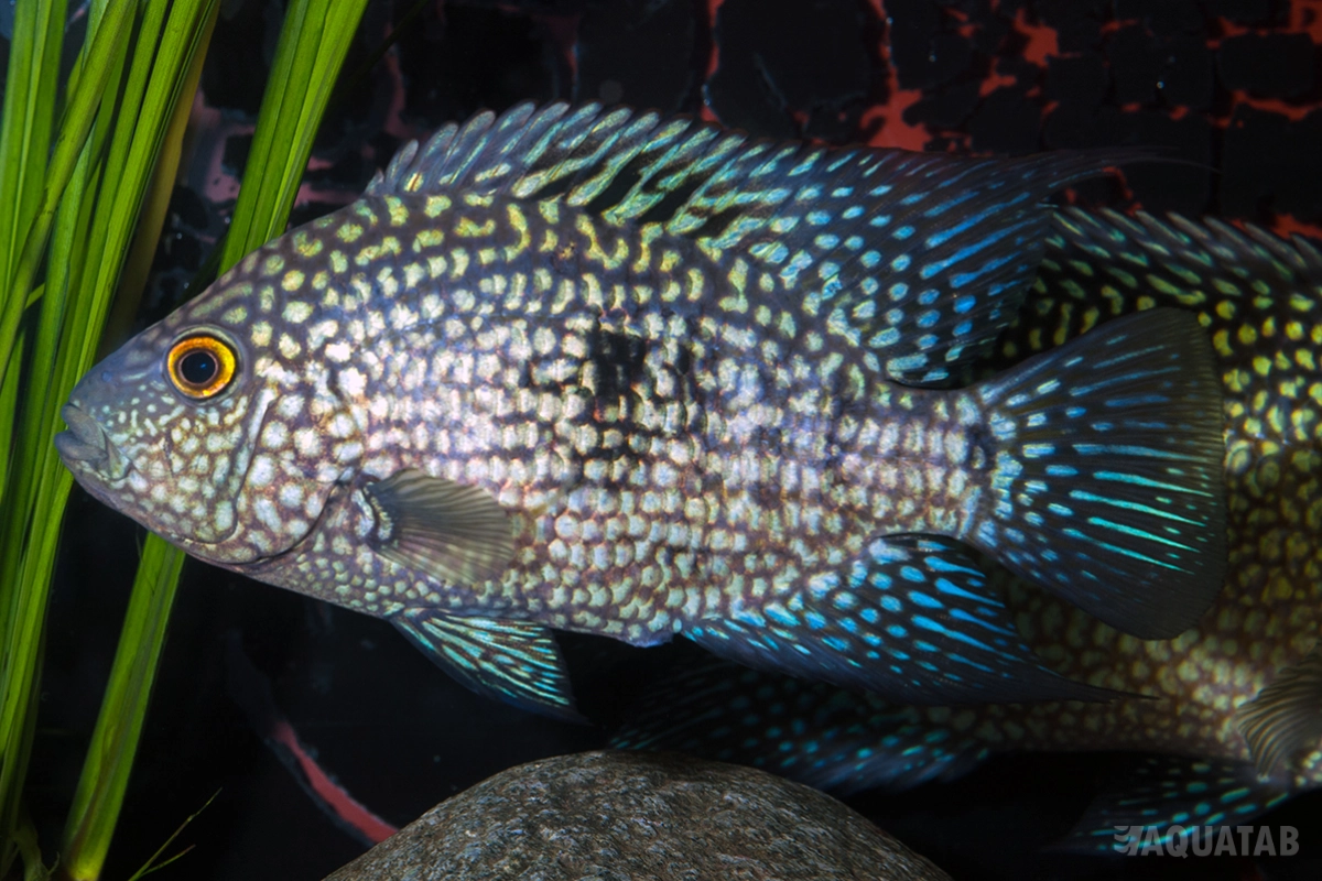 Fotografie druhu Herichthys carpintis