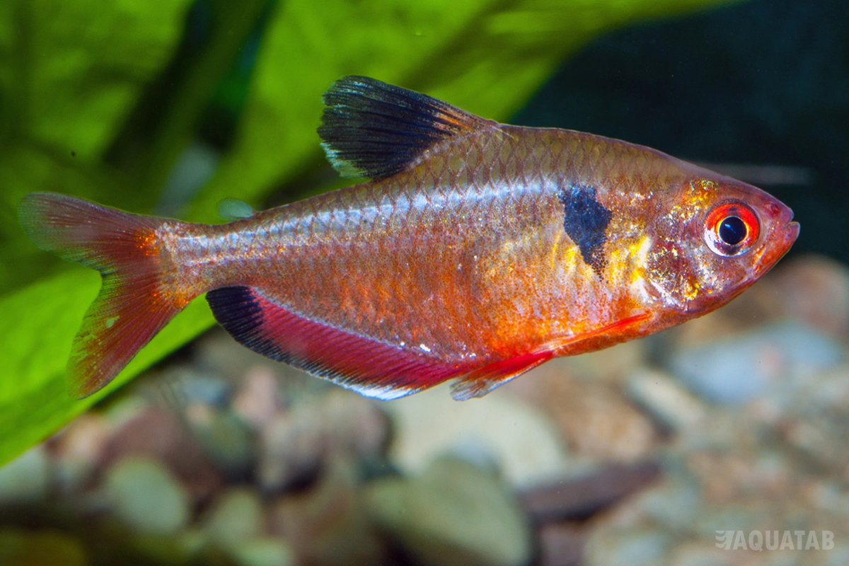 Fotografie druhu Megalamphodus eques