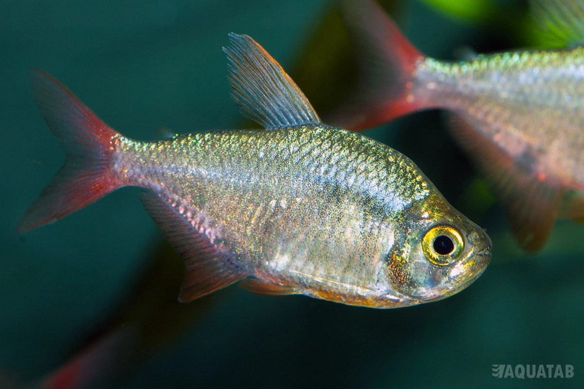Fotografie druhu Hyphessobrycon columbianus
