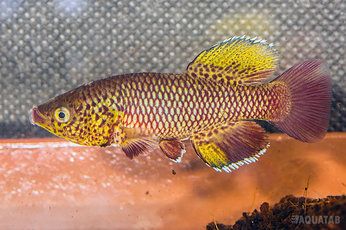 Fotografie druhu Nothobranchius orthonotus Mabalane MZG 06-3