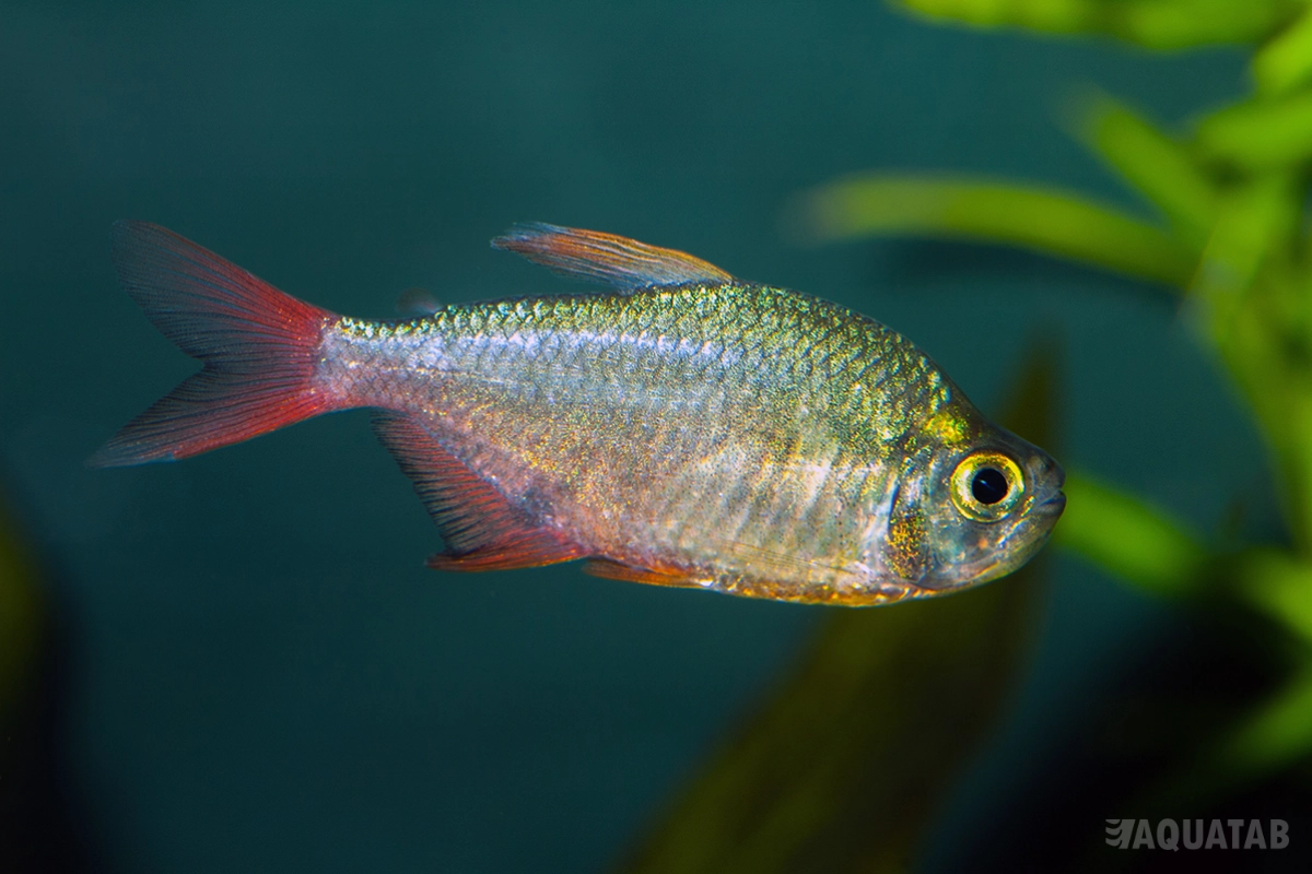 Fotografie druhu Hyphessobrycon columbianus