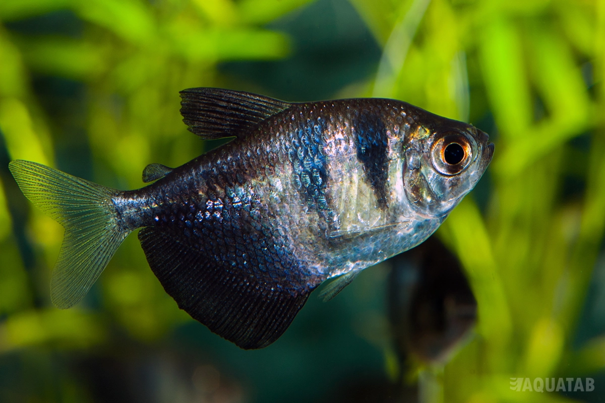 Fotografie druhu Gymnocorymbus ternetzi