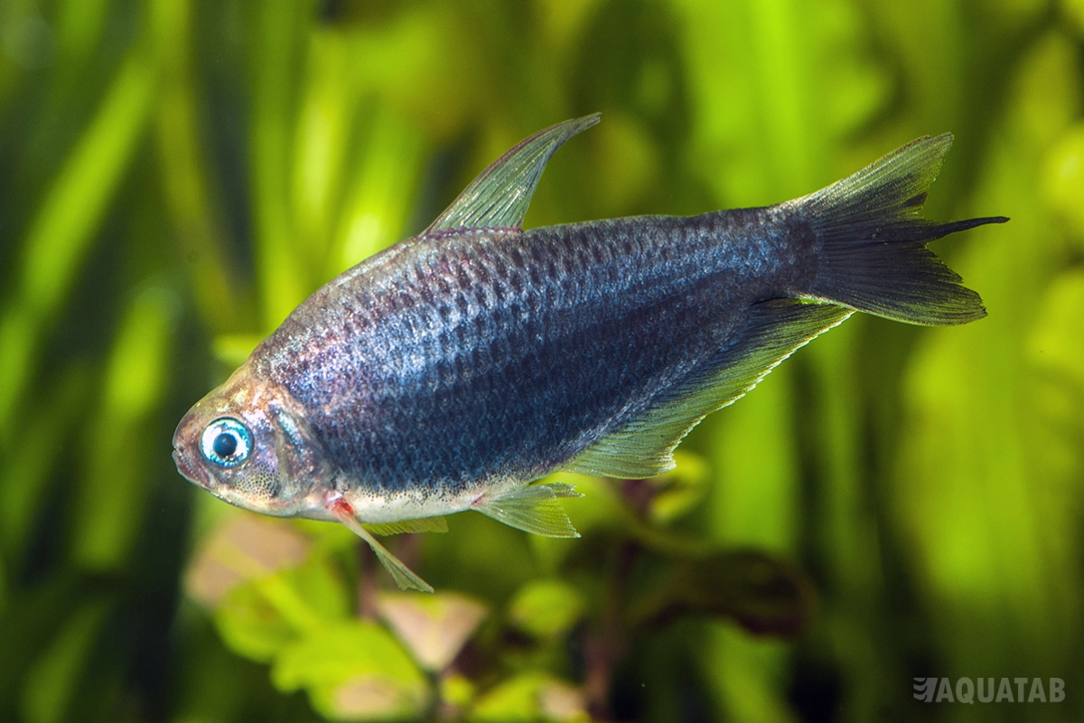 Fotografie druhu Nematobrycon palmeri Black