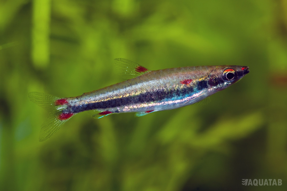 Fotografie druhu Nannostomus trifasciatus