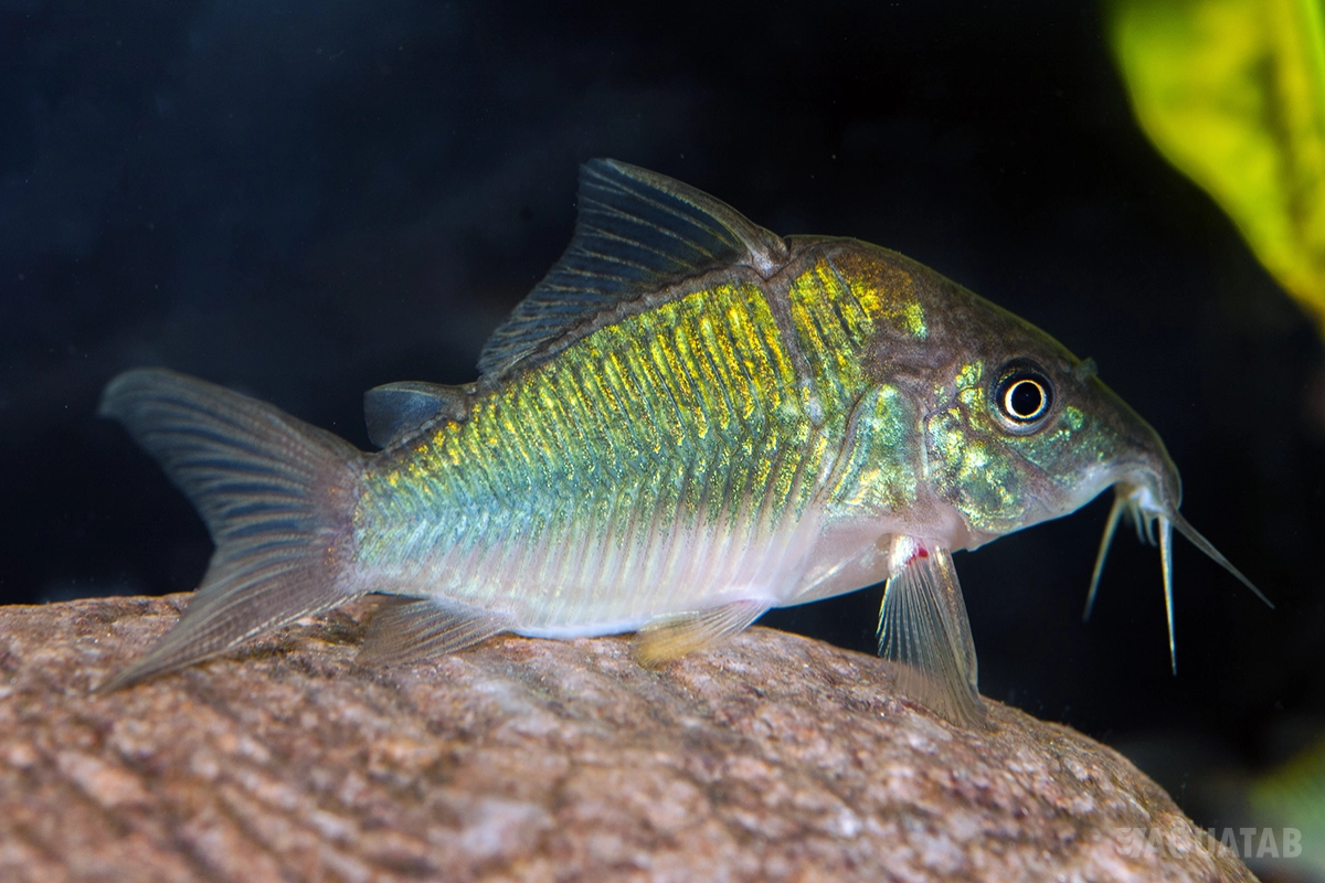 Fotografie druhu Brochis splendens