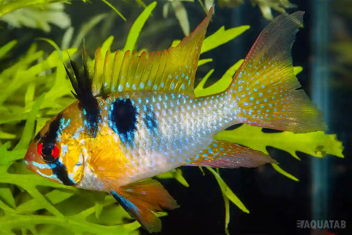 Fotografie druhu Mikrogeophagus ramirezi Long Fin