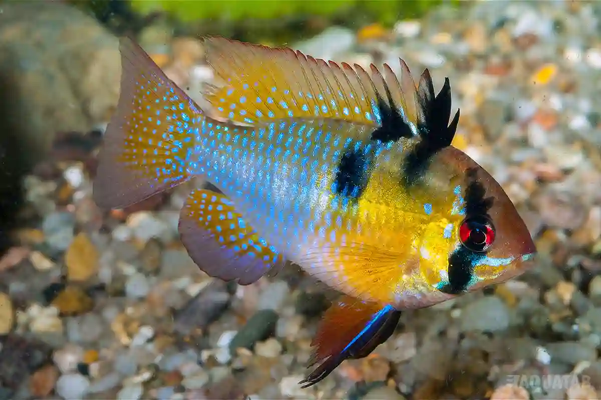 Fotografie druhu Mikrogeophagus ramirezi