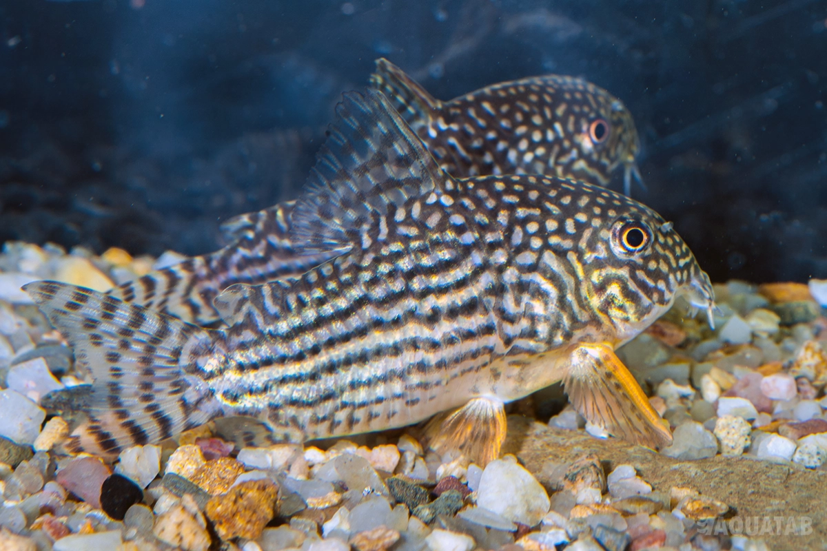 Fotografie druhu Hoplisoma sterbai