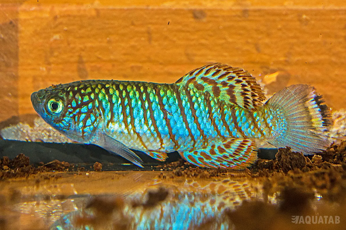 Fotografie druhu Nothobranchius virgatus Wadi al Ghall