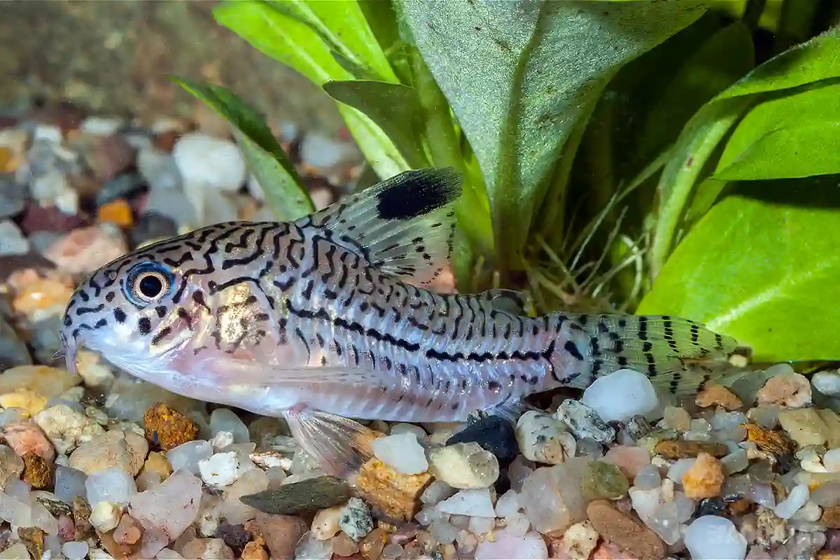 Fotografie druhu Hoplisoma trilineatum