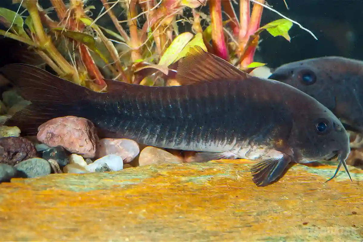 Fotografie druhu Osteogaster aenea forma „schultzei“ Black