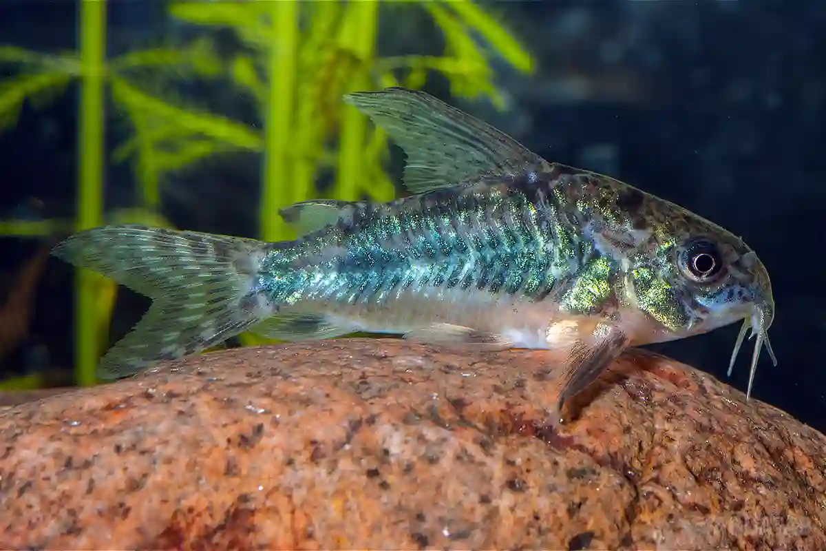 Fotografie druhu Hoplisoma paleatum