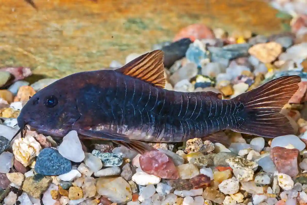 Fotografie druhu Osteogaster aenea forma „schultzei“ Black