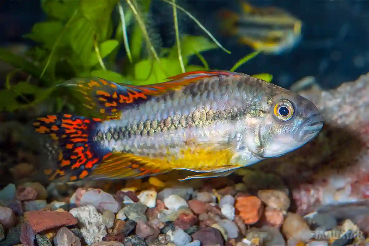 Fotografie druhu Apistogramma cacatuoides Double Red