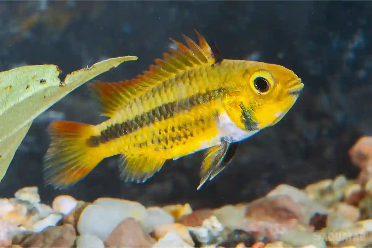Fotografie druhu Apistogramma cacatuoides Orange