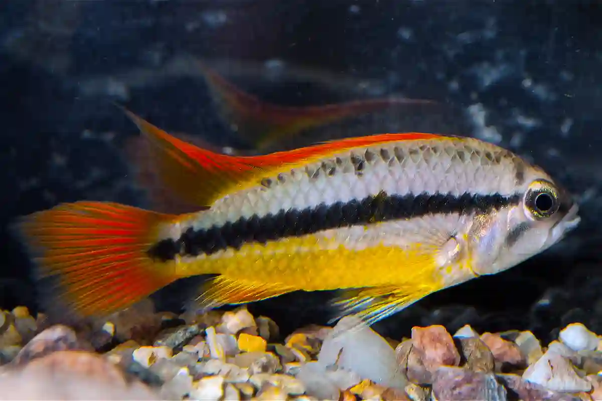 Fotografie druhu Apistogramma cacatuoides Orange