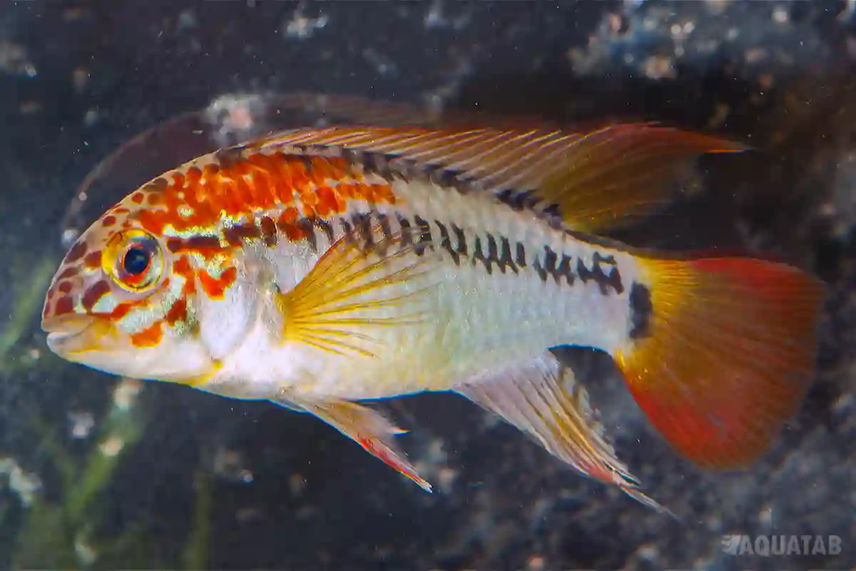 Fotografie druhu Apistogramma viejita