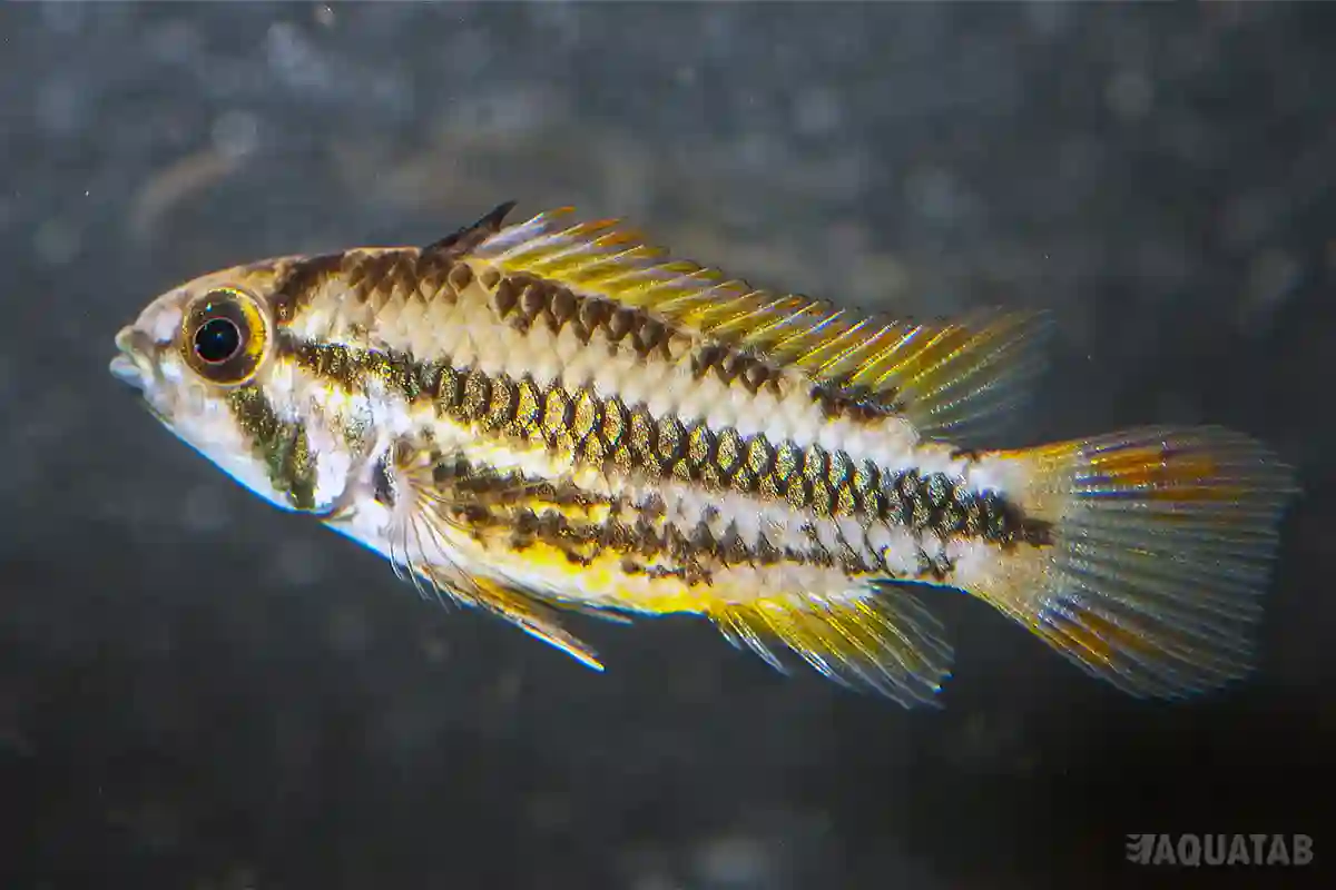 Fotografie druhu Apistogramma cacatuoides Double Red