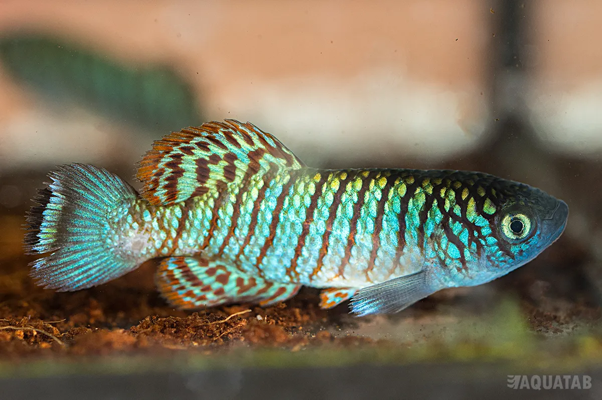 Fotografie druhu Nothobranchius virgatus Wadi al Ghall