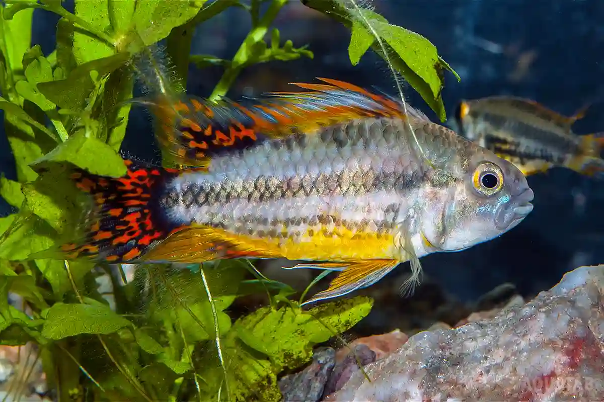 Fotografie druhu Apistogramma cacatuoides Double Red