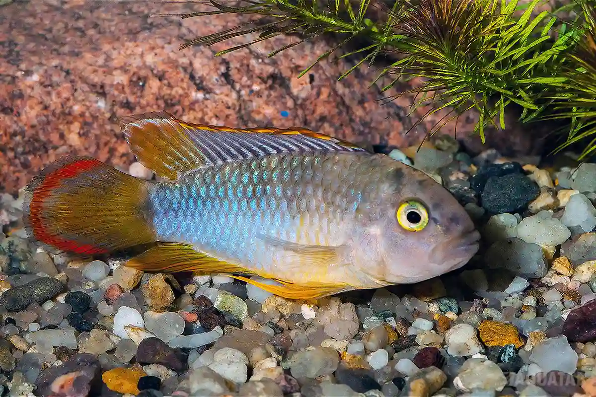 Fotografie druhu Apistogramma nijsseni