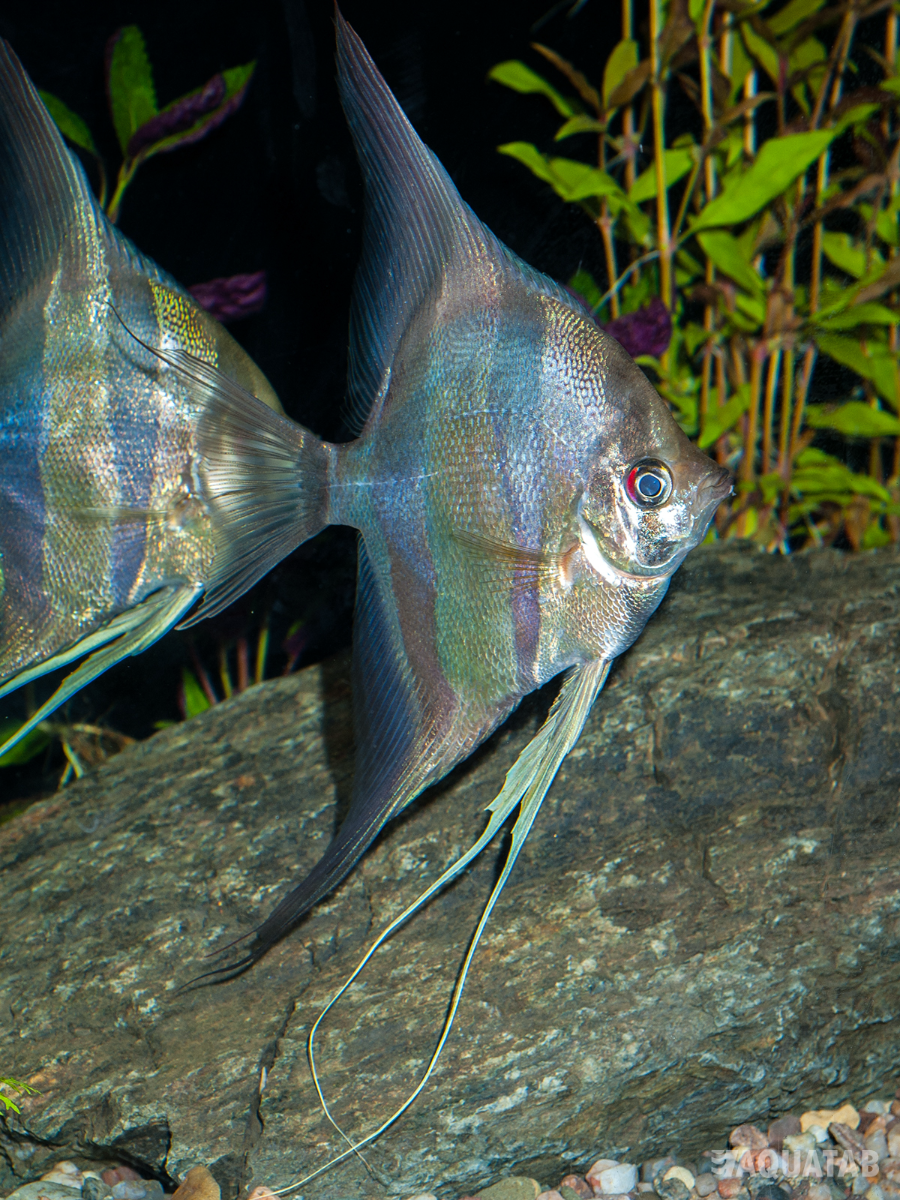 Fotografie druhu Pterophyllum altum
