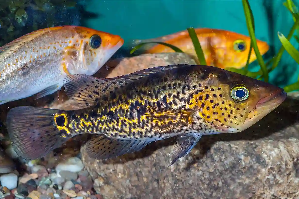 Fotografie druhu Petenia splendida