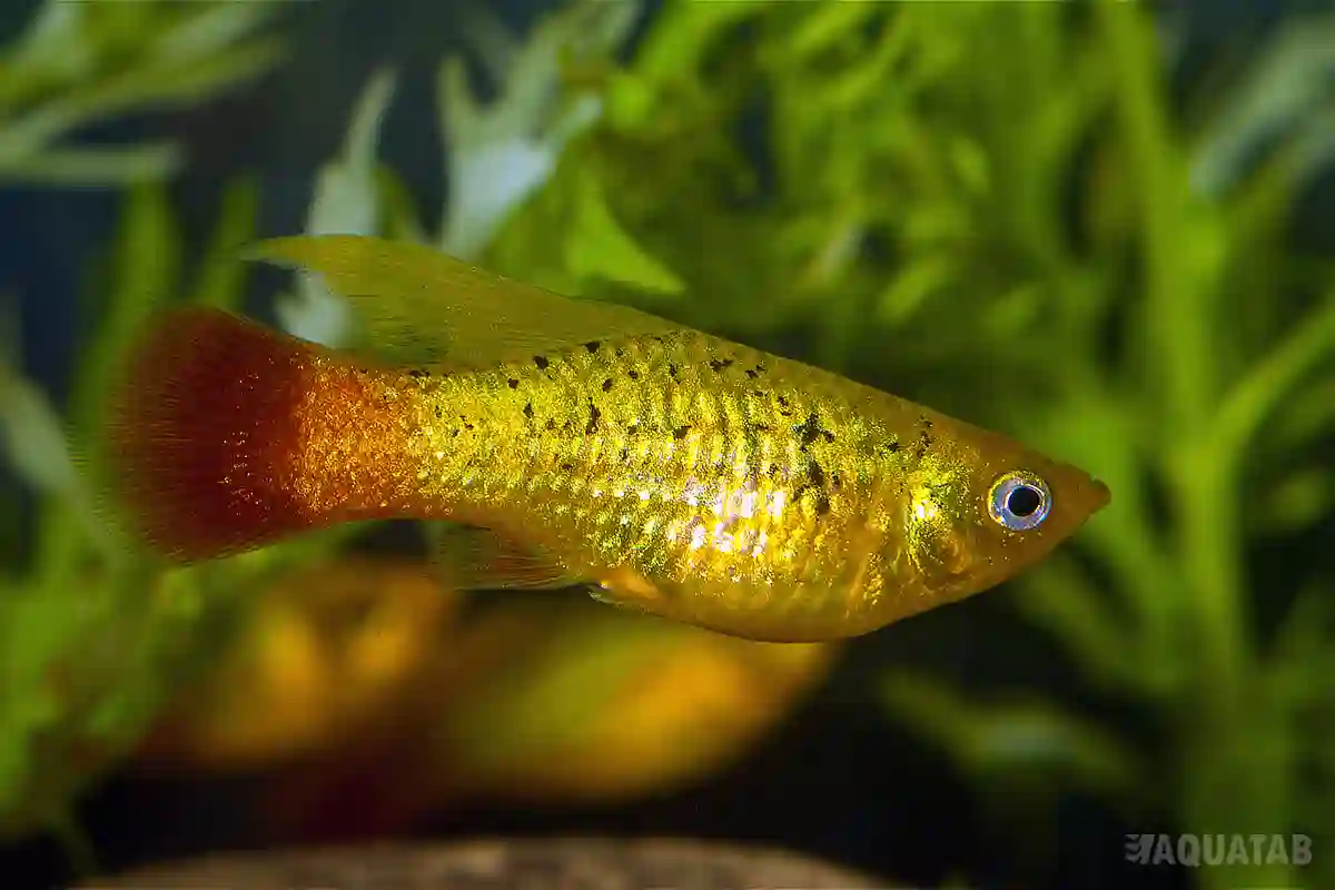 Fotografie druhu Xiphophorus variatus Simpson