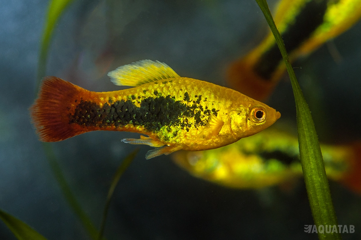 Fotografie druhu Xiphophorus variatus Tuxedo