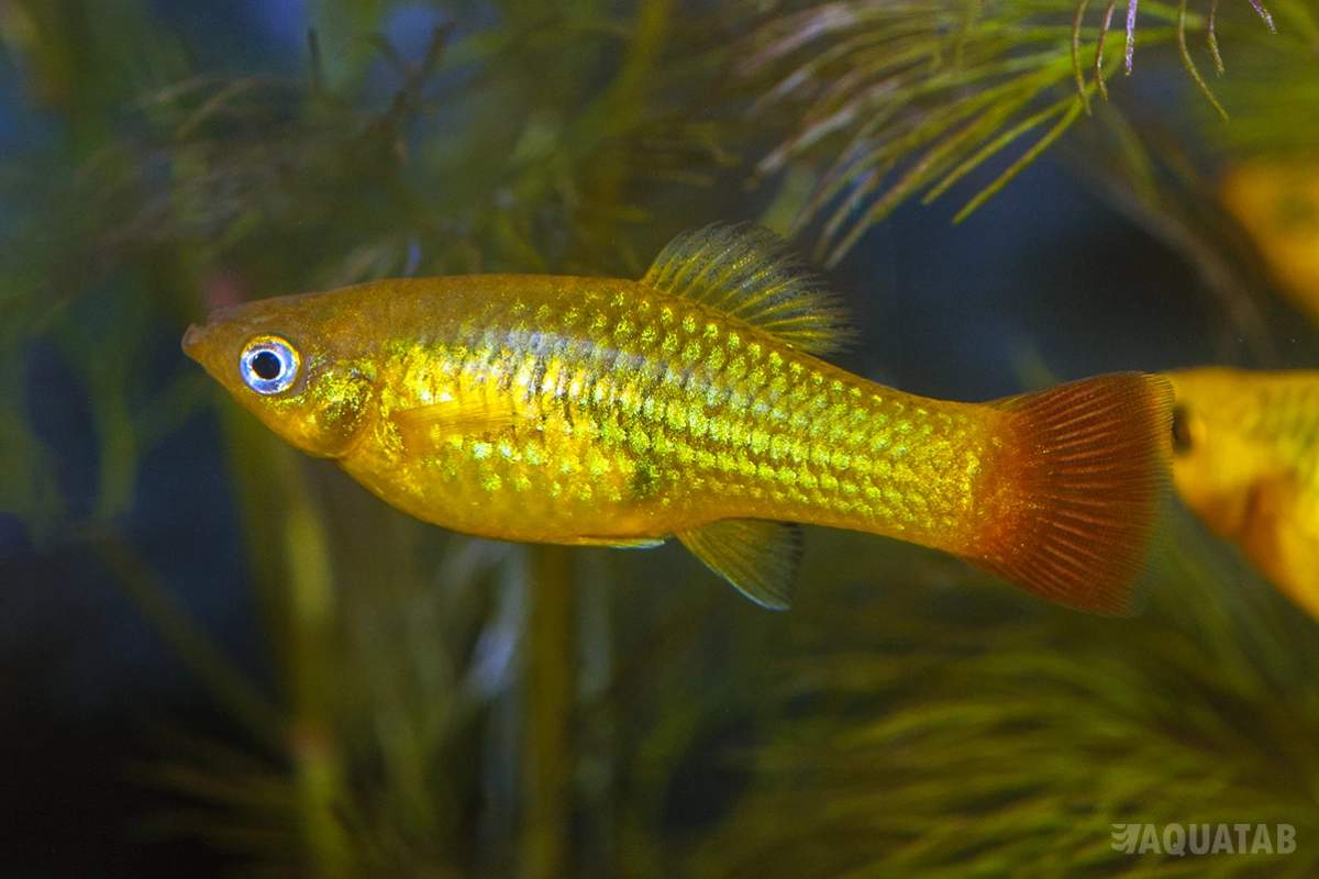 Fotografie druhu Xiphophorus variatus