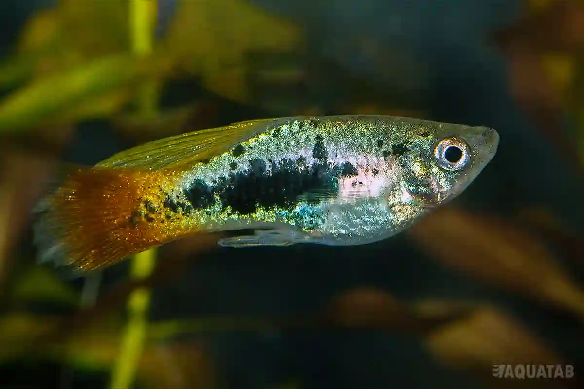 Fotografie druhu Xiphophorus variatus Simpson Tuxedo