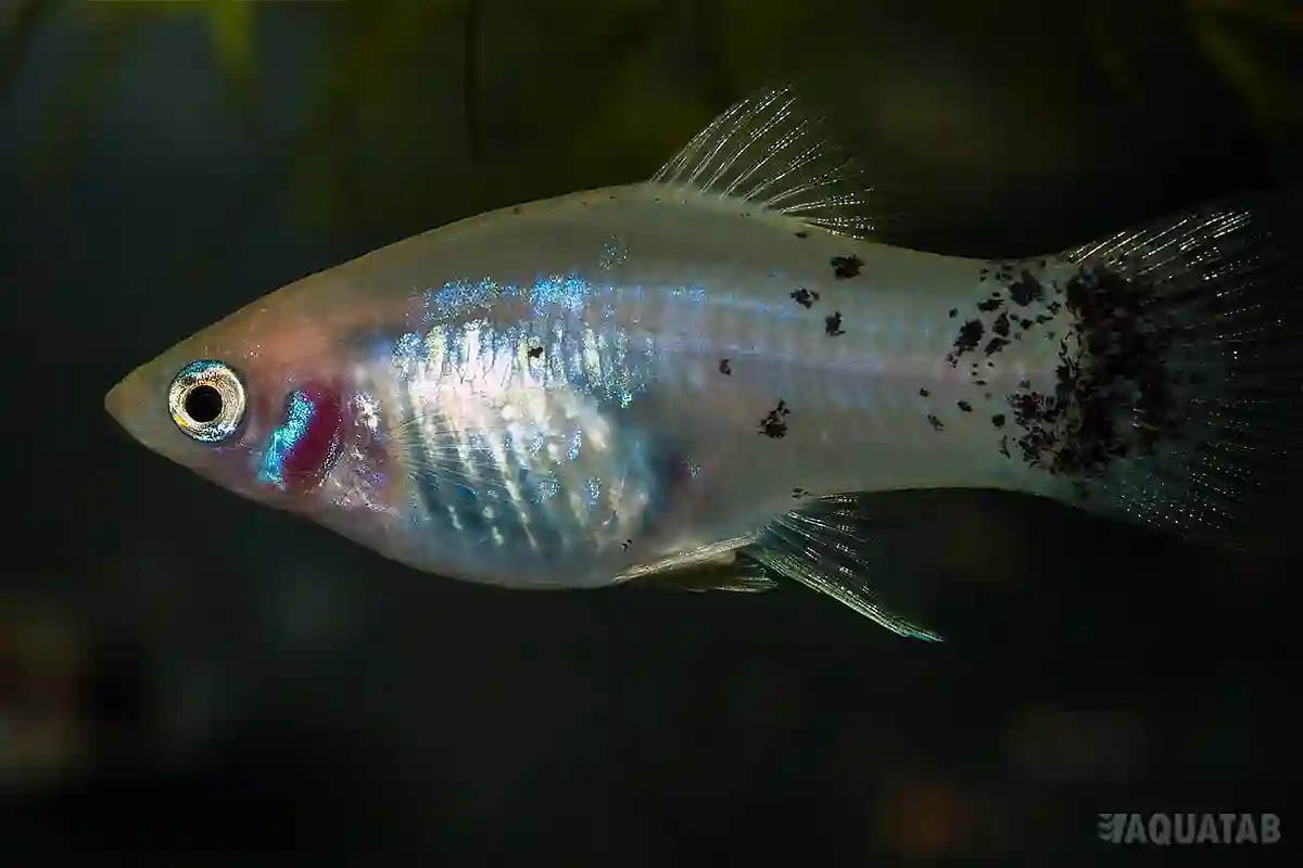 Fotografie druhu Xiphophorus maculatus White Calico