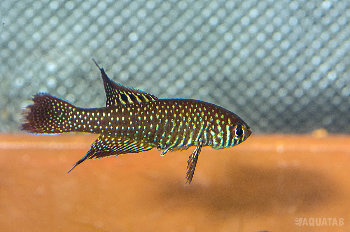 Fotografie druhu Simpsonichthys punctulatus Goias NP 03/07