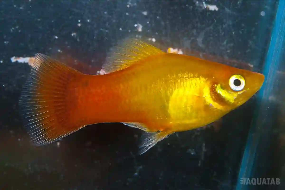 Fotografie druhu Xiphophorus maculatus Sunset