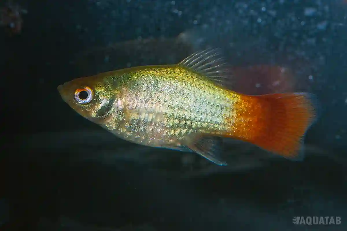 Fotografie druhu Xiphophorus maculatus Blue Coral