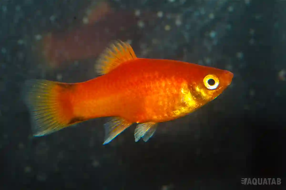 Fotografie druhu Xiphophorus maculatus Red Comet