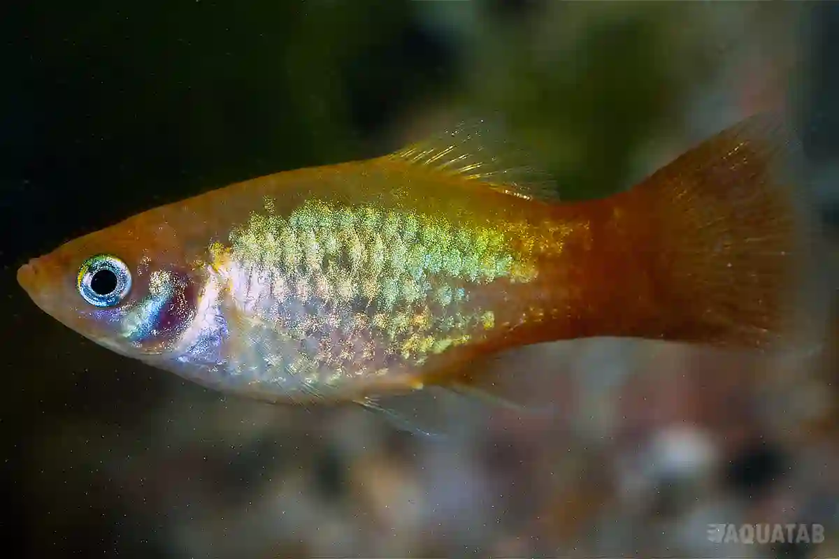 Fotografie druhu Xiphophorus maculatus Sunset Neon