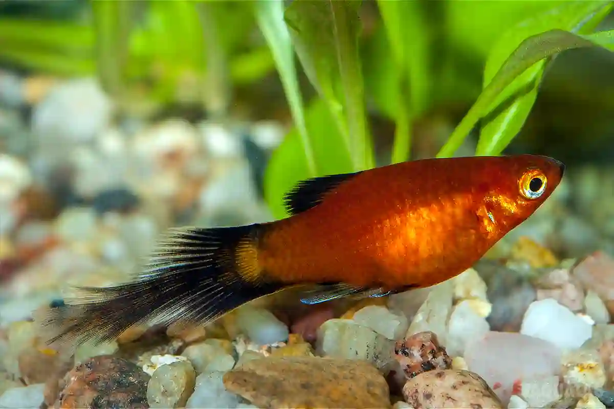 Fotografie druhu Xiphophorus maculatus Red Wagtail Spitz