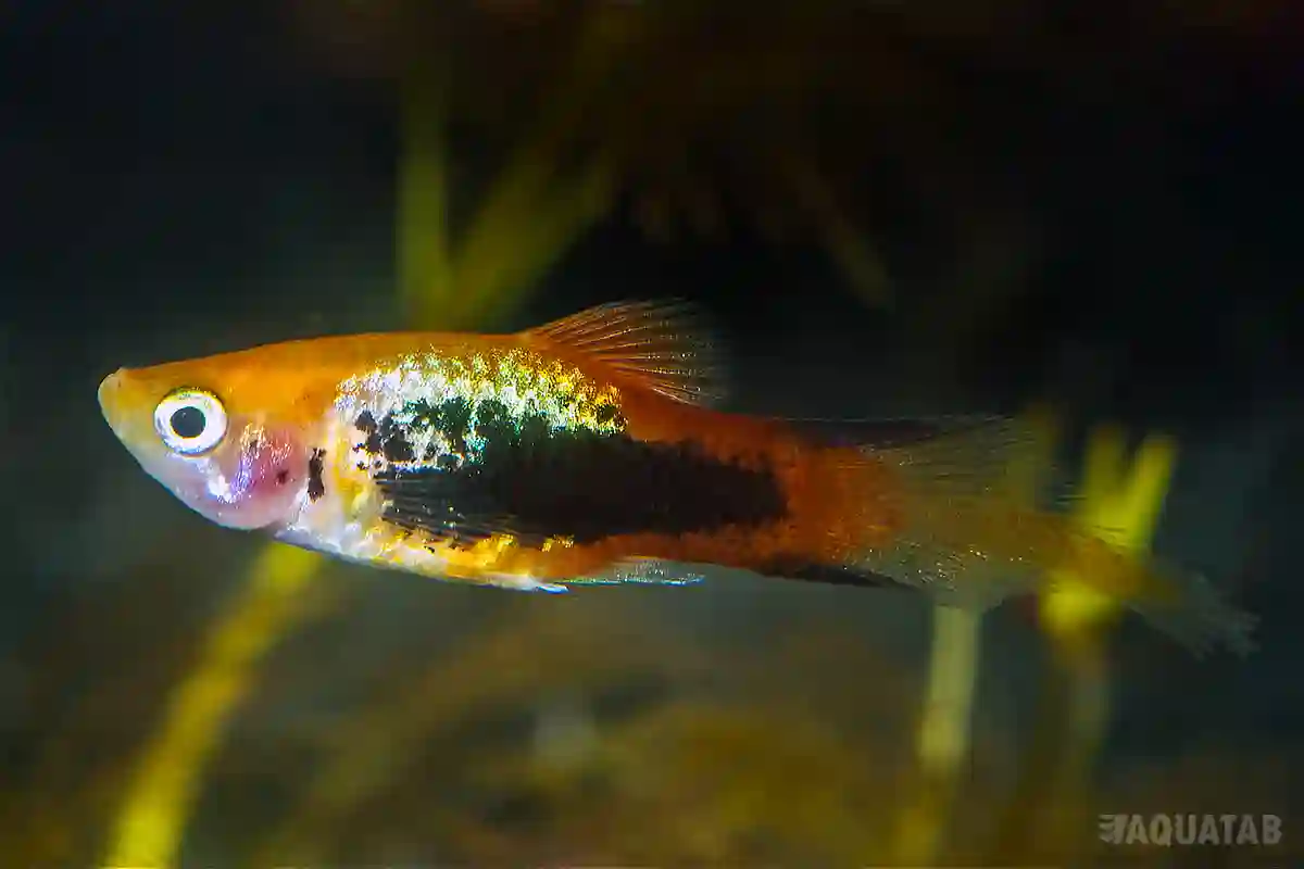 Fotografie druhu Xiphophorus maculatus Tuxedo Spitz