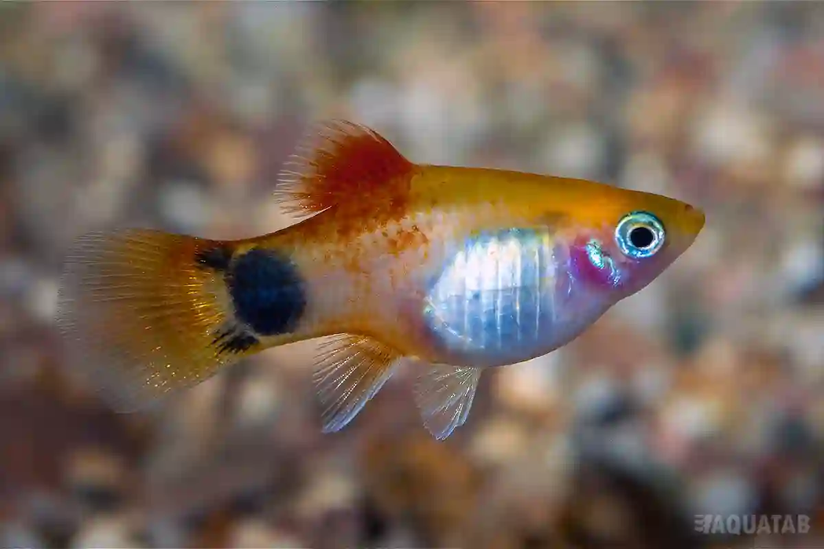 Fotografie druhu Xiphophorus maculatus Sunset Neon Mickey Mouse