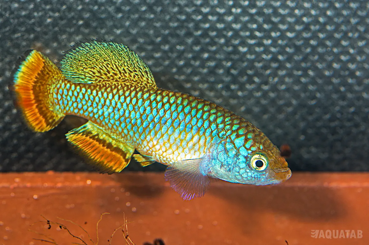 Fotografie druhu Nothobranchius hassoni Bukeya DRCH 200-10 Yellow