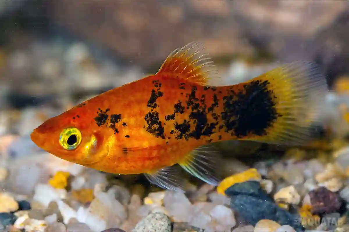 Fotografie druhu Xiphophorus maculatus Red Calico